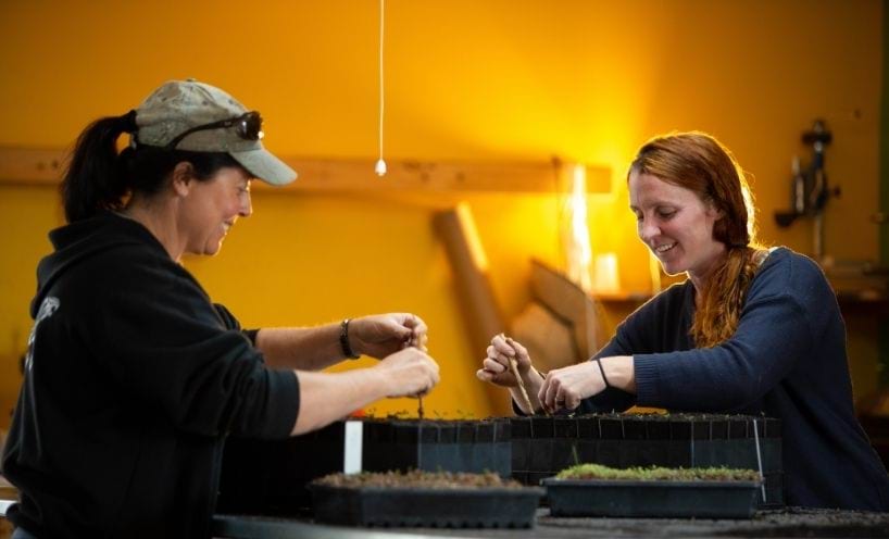 Two people working with plants inside Two people working with plants inside